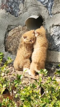 kitties are trying to enter in the pipe hole