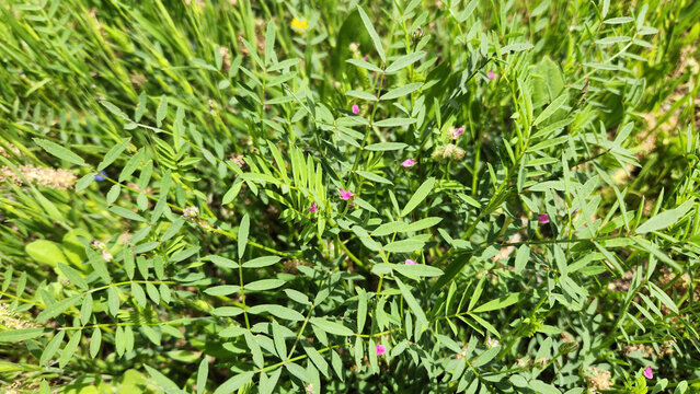 Common Vetch (Vicia sativa), a nitrogen-fixing leguminous herb often used as fodder or green manure