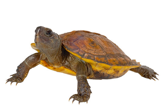 Juvenile Arakan Forest Turtle, Heosemys depressus, on white background.