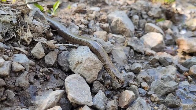 Slow worm in nature (Anguis fragilis)