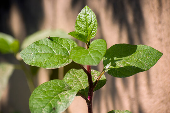 Healthy green Basella alba malabar spinach leaves.