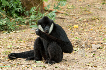 Fototapeta premium Black monkey sitting on forest ground eating food, wildlife animal in natural habitat with expressive face, highlighting behavior, ecology and biodiversity in tropical environment nature photography