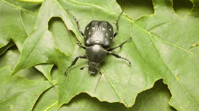 Close-up of variable chafer (Gnorimus variabilis) on green leaf in natural habitat
