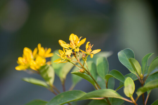 Yellow Galphimia speciosa golden thryallis flowers.