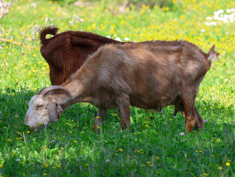 Close-up of brown goats grazing on fresh green grass in a sunny spring meadow.