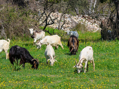 Herd of goats and sheep grazing in a lush green flower meadow on a sunny day.
