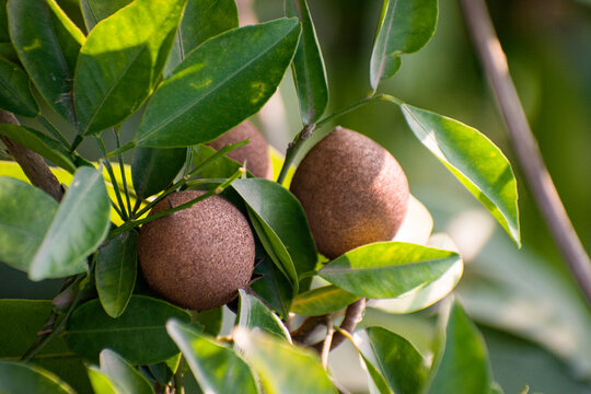 Manilkara zapota sapodilla fruit on tree branch.