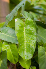 Textured Philodendron rugosum pigskin philodendron leaf. © Jahid