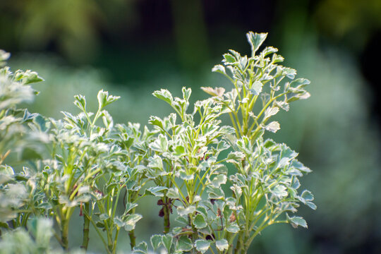 Green Polyscias fruticosa ming aralia foliage.
