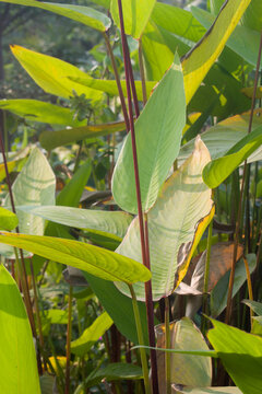 Thalia geniculata bent alligator flag plant leaves.