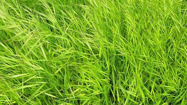 A type of brome grass (Bromus  spp) .  These grasses are often considered troublesome weeds in grain fields and prairies, as they compete with native plants for water and nutrients. 