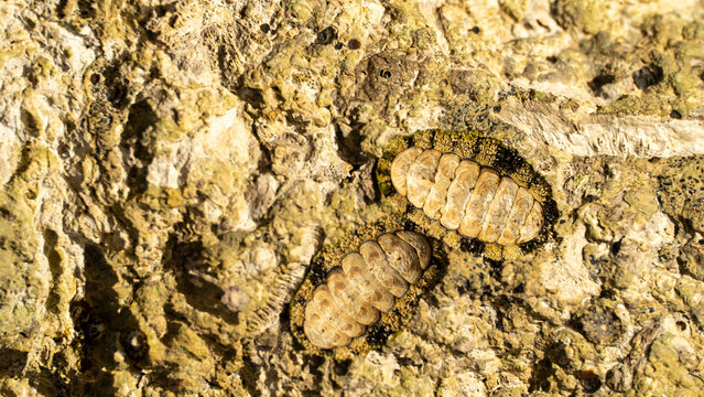 Two chitons cling to a sunlit, textured rock surface