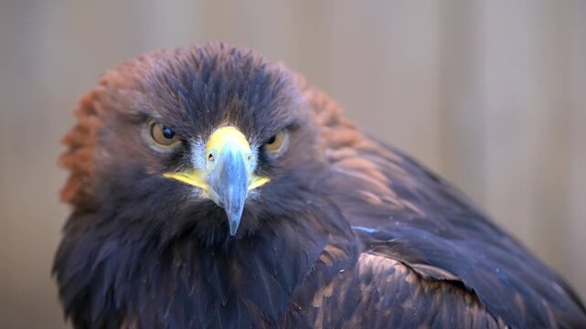 Golden Eagle portrait.