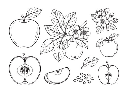 Apple orchard harvest botanical vector illustration set with leaves and blooming flower clusters.
