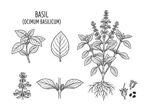 Basil plant illustration vector isolated on transparent background.