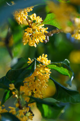 Close-up of yellow osmanthus flowers (Osmanthus fragrans) blooming on a branch © 哲韡 方