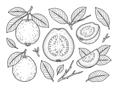 Guava fruit set vector illustration isolated on transparent background.
