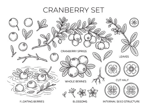 Cranberry set vector illustration isolated on transparent background.