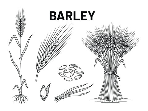 Barley cereal plant with grains and wheat sheaf bundle hand drawn vector illustration botanical set.