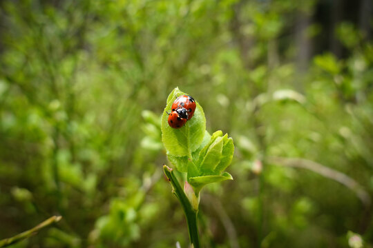 Sich paarende Marienk&auml;fer (Coccinellidae) auf einem kleinen gr&uuml;nen Blatt im April 2026