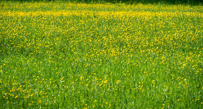 Satt bl&uuml;hende Wiese mit gelben L&ouml;wenzahn im Fr&uuml;hling