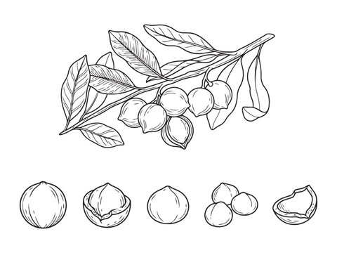 Macadamia nut vector illustration, detailed botanical drawing of branch with leaves and nuts.