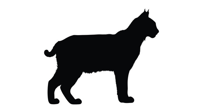 A striking black silhouette of a bobcat poised and alert silhouette