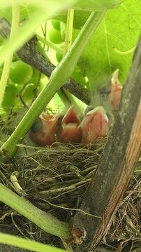 Common Linnet Chicks with Yellow Beaks Moving Heads in Nest Hidden in Grapevine, Vertical Video