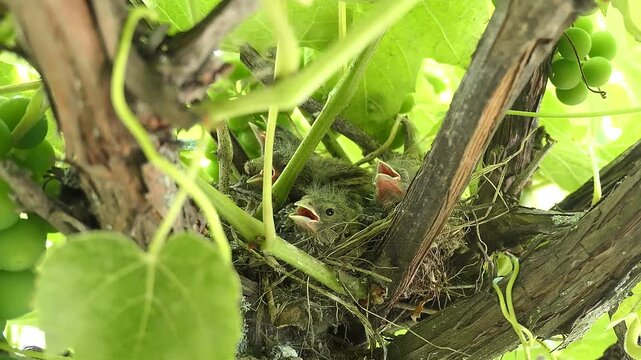 Common Linnet Chicks with Yellow Beaks, Nest Hidden in Grapevine, 4K Horizontal Video