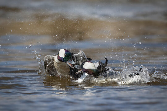 Male Bufflehead ducks in aggressive territorial fight on water