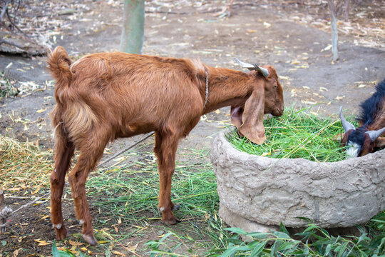 Goat eating green fodder from container in rural farmyard livestock feeding agriculture scene