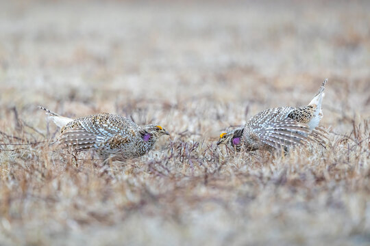 Male Sharp-Tailed Grouse in head-to-head courtship display on lek
