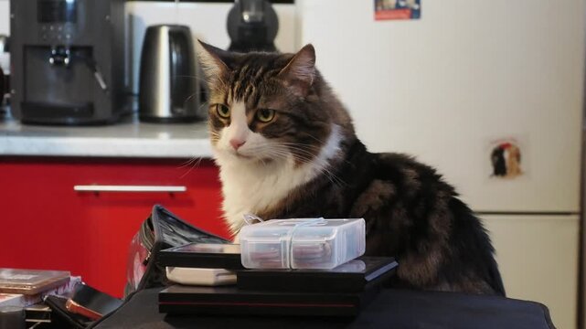 Chat domestique tigr&eacute; et blanc en int&eacute;rieur, portraits et sc&egrave;nes de vie avec regard expressif et comportement naturel