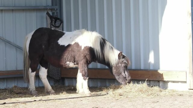 Poney domestique noir et blanc (Equus ferus caballus) en train de manger du foin dans un abri, sc&egrave;ne rurale en lumi&egrave;re naturelle