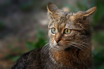European wild cat (Felis silvestris) detail portrait © Sangur