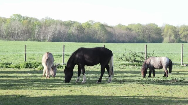 Poneys et &acirc;ne domestiques (Equus ferus caballus, Equus africanus asinus) en p&acirc;turage dans une prairie, sc&egrave;ne rurale au printemps
