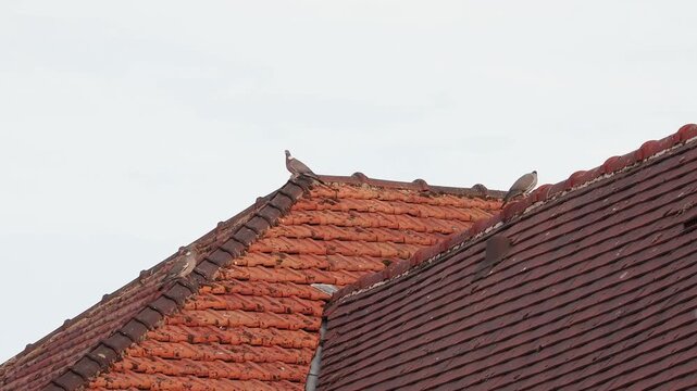 Pigeons ramiers (Columba palumbus) perch&eacute;s sur un toit en tuiles, oiseaux urbains observ&eacute;s en milieu anthropis&eacute;