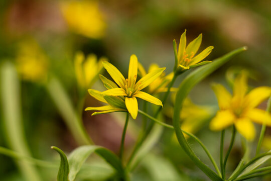 Fresh Gagea lutea blooms cover the woodland ground in early spring, highlighted by tender green leaves and diffused sunlight.