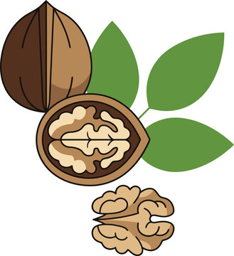 A vector graphic illustration of a walnut with leaves and kernel on a white background