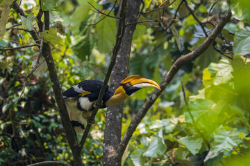 Great hornbill (Buceros bicornis), Female at Manas National Park, Assam, India © Dipankar'Photography