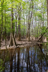Obraz premium Cypress Trees and Reflection in Flooded Forest at Congaree National Park