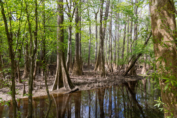 Obraz premium Cypress Trees and Reflections in Flooded Forest at Congaree National Park