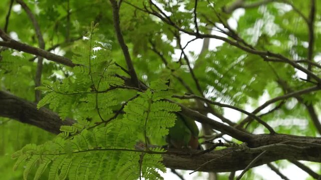Red-breasted Parakeet Feeding on Tree Branch in Batam, Indonesia - 4K