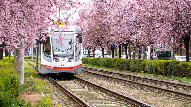Krasnodar, Russia, March 19, 2026: Blooming plum nigra in Krasnodar and vintage trams