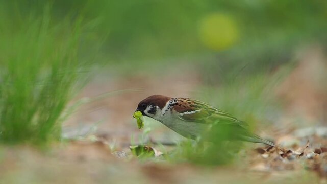 地面に降りて虫を見つけたスズメ