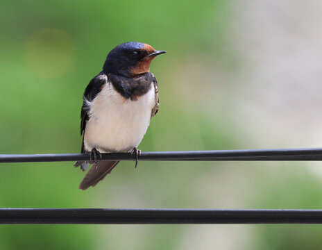 Barn swallow perched on a wire against a blurred green background in spring.