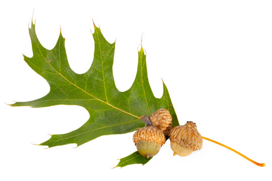 Black Oak Leaf and Acorns, Quercus velutina, on white background.