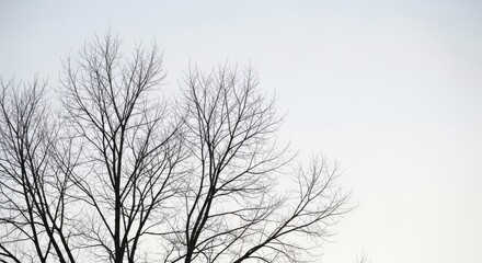 Obraz premium Bare winter tree branches against a pale sky