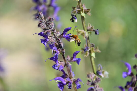 Bee on salvia pratensis