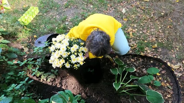 Overhead view of a adult woman kneeling on dark soil planting a white yellow chrysanthemum with pot and root ball in a prepared hole, trowel, seed tray and variegated hosta leaves in bright sun
